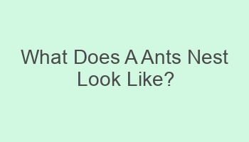 what does a ants nest look like 702072