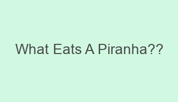what eats a piranha 702044